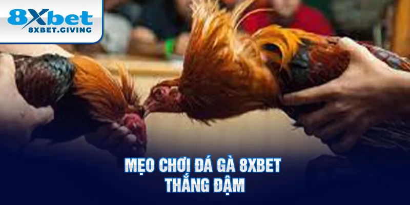 Mẹo chơi đá gà 8xbet thắng đậm